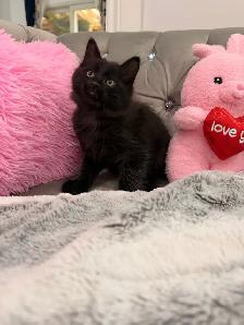 ❤️Adorable Siberian Kittens ❤️ - Photo 3