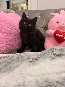 ❤️Adorable Siberian Kittens ❤️ - Photo 4