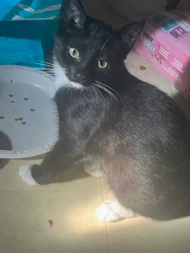 Kittens & Cats