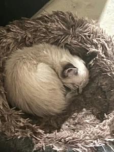 Kittens & Cats - Photo 2