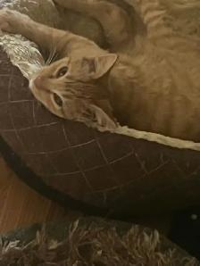 Kittens & Cats - Photo 3