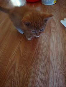 Kittens & Cats - Photo 4
