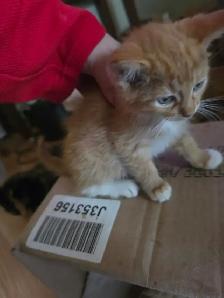 Kittens & Cats - Photo 5