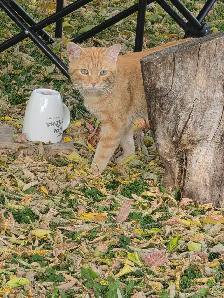 Kittens & Cats - Photo 6