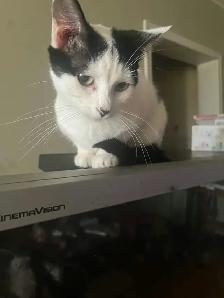 Kittens & Cats - Photo 7