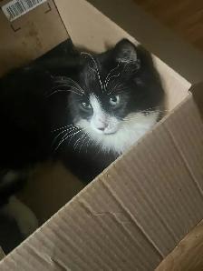 Kittens & Cats - Photo 8
