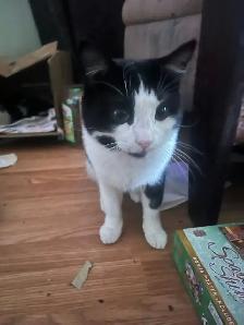 Kittens & Cats - Photo 9