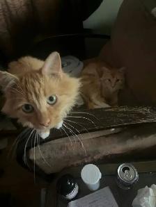 Kittens & Cats - Photo 10