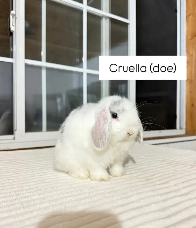Small Holland Lop baby bunny