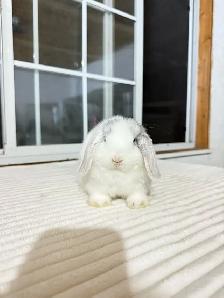 Small Holland Lop baby bunny - Photo 3