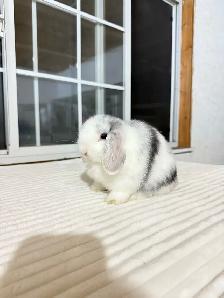 Small Holland Lop baby bunny - Photo 5