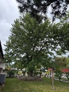 labor for tree company