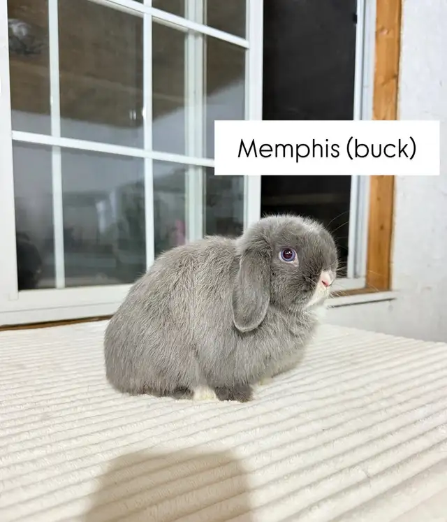 Sweet and Small Holland Lop baby bunny