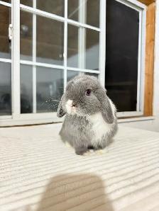 Sweet and Small Holland Lop baby bunny - Photo 4
