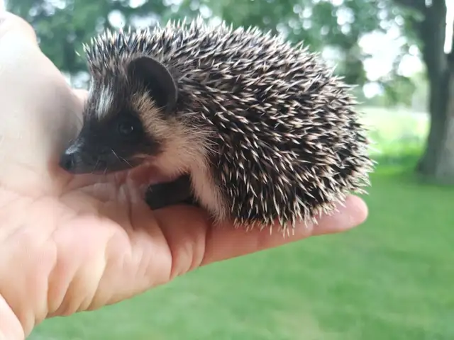 Fabio! Badger masked Baby hedgehog BOY. Text to reply.
