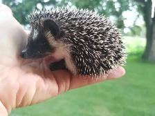 Fabio! Badger masked Baby hedgehog BOY. Text to reply.