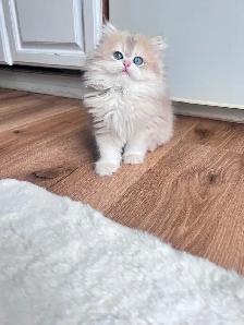 TICA British Kittens/Two Longhair Sisters&Shorthair Brother - Photo 4