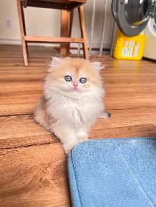 TICA British Kittens/Two Longhair Sisters&Shorthair Brother - Photo 5
