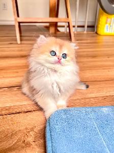TICA British Kittens/Two Longhair Sisters&Shorthair Brother - Photo 6