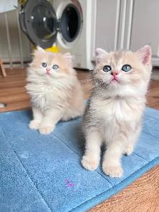 TICA British Kittens/Two Longhair Sisters&Shorthair Brother - Photo 7
