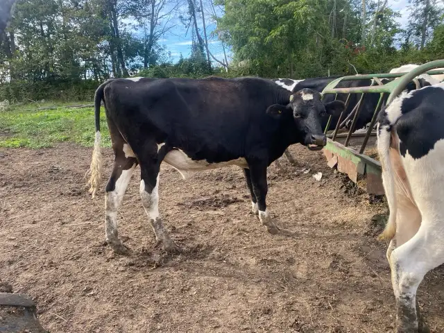 Heifer and steer