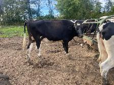 Heifer and steer