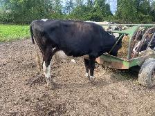 Heifer and steer - Photo 2
