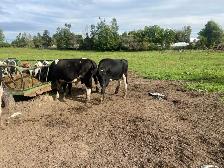 Heifer and steer - Photo 3