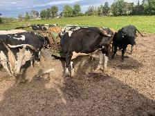 Heifer and steer - Photo 4