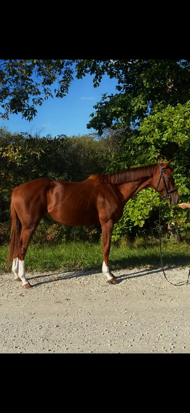 2021 Grade TB mare