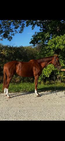 2021 Grade TB mare