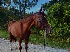 2021 Grade TB mare - Photo 2