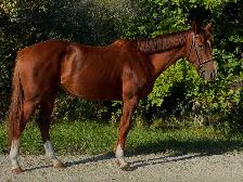 2021 Grade TB mare - Photo 3