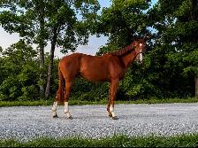 2021 Grade TB mare - Photo 4