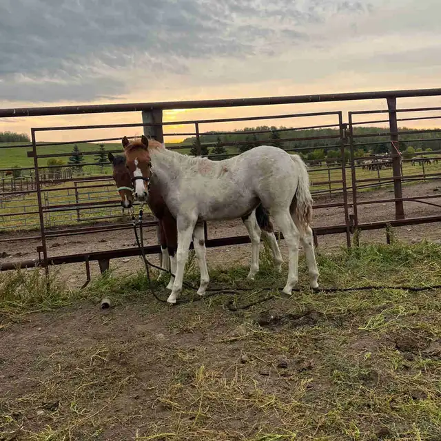 Quarter Pony Foals