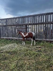 Quarter Pony Foals - Photo 2