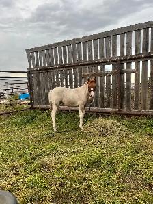 Quarter Pony Foals - Photo 3