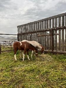 Quarter Pony Foals - Photo 4