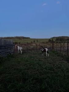 Quarter Pony Foals - Photo 5