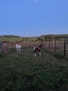 Quarter Pony Foals - Photo 6