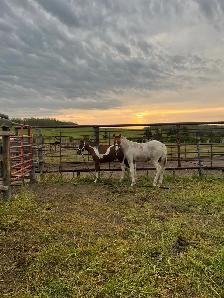 Quarter Pony Foals - Photo 7