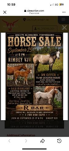 Quarter Pony Foals - Photo 8