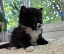 Chaton sibérien hypoallergene - Photo 6