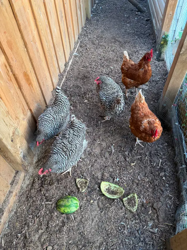 5 Chickens