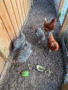 5 Chickens