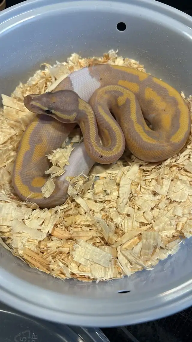 Banana Leopard Pied - Ball Python MALE
