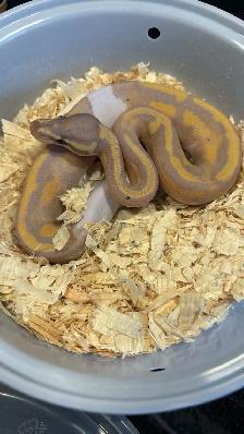 Banana Leopard Pied - Ball Python MALE