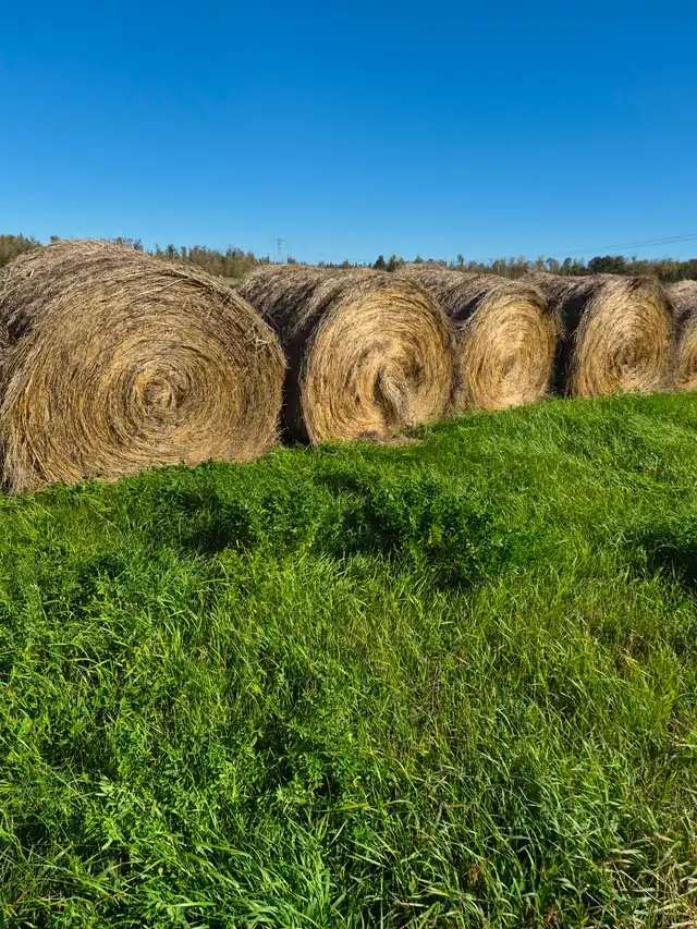 Alfalfa Hay