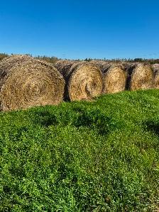 Alfalfa Hay