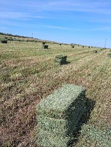 Second Cut Square Hay Bales - $12 - Photo 2